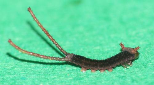 Cerura erminea